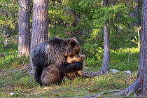 Brown bears (Ursus arctos) juveniles play fighting one with paws over the others eyes, Kainuu, Finland, May.