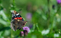 Red admiral butterfly (Vanessa atalanta) on  thistle flower, Aland Islands, Finland, August.