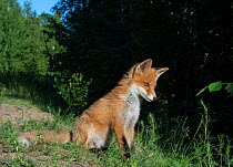 Red fox (Vulpes vulpes) sitting at forest edge, South Karelia, Finland, June.