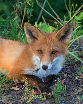 Red fox (Vulpes vulpes), portrait of juvenile, South Karelia, Finland, August.