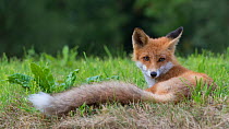 Red fox (Vulpes vulpes) resting, South Karelia, Finland, August.