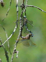 Siberian hawker dragonfly (Aeshna crenata), male and female mating, Kuhmoinen, Central Finland, August.