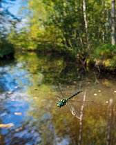 Southern hawker dragonfly (Aeshna cyanea) flying in habitat, Joutsa, Central Finland, August.