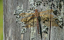 Brown hawker dragonfly (Aeshna grandis) resting on lichen, Central Finland, August.