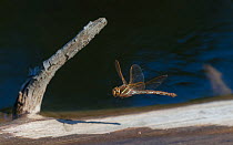 Brown hawker dragonfly (Aeshna grandis), female in flight, Central Finland, August.