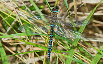 Migrant hawker dragonfly (Aeshna mixta) male, Southwest Finland, October.