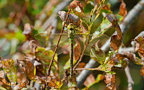 Green hawker dragonfly (Aeshna viridis), female resting, Northern Ostrobothnia, Finland, August.