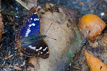 Lesser purple emperor butterfly (Apatura ilia) male on the ground, South Karelia, Finland, August.