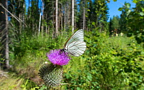 Black-veined white butterfly (Aporia crataegi) on thistle flower, Jyvaskyla, Central Finland, July.