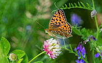 Niobe fritillary butterfly (Argynnis niobe) with clover and vetch flowers, Uusimaa, Finland, July.