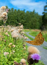 Silver washed fritillary butterfly (Argynnis paphia) female in flight near thistles,  Uusimaa, Finland, August.
