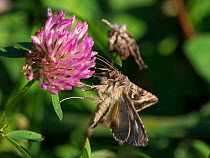 Silver Y moth (Autographa gamma) at clover flower, Korpoo, Finland, September.