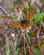 Frigga fritillary butterfly (Boloria frigga), male, Laukka, Central Finland, June.