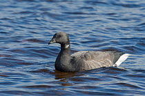 Brent goose (Branta bernicla), swimming, Pirkanmaa, Finland, September.