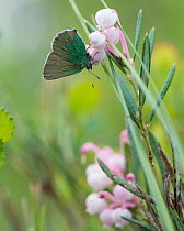 Green hairstreak butterfly (Callophrys rubi), on Bog-rosemary (Andromeda polifolia), Central Finland, June.