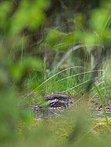 European nightjar (Caprimulgus europaeus) resting during day, Uto, Finland, May.