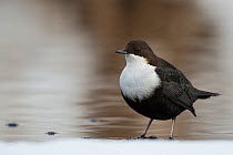 White-throated dipper (Cinclus cinclus) on icy river, Muurame, Finland, February.