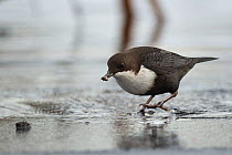 White-throated dipper (Cinclus cinclus) with prey on icy river, Muurame, Finland, February.