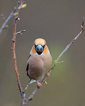 Hawfinch (Coccothraustes coccothraustes), male perched on twig, Uto, Finland, May.