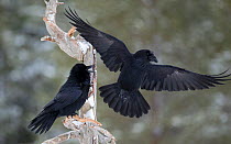 Common ravens (Corvus corax) two with one landing, Northern Ostrobothnia, Finland, March.