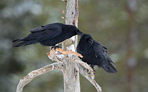 Common ravens (Corvus corax) mutual preening, Northern Ostrobothnia, Finland, MArch.
