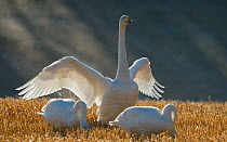 Whooper swan (Cygnus cygnus) group of three adults, two foraging and the other spreading its wings, Jyvaskyla, Finland, October.