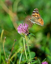 Painted lady (Cynthia cardui) butterfly flying to Red clover flower (Trifolium pratense) Korpoo, Finland, September.