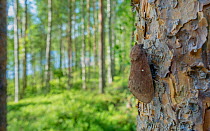 Pine tree lappet moth (Dendrolimus pini), female on pine tree, Joutsa, Finland, July.