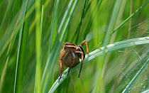 Raft spider (Dolomedes fimbriatus), female carrying egg sac, Toivakka, Finland, August.