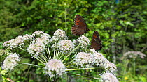 Arran brown butterfly (Erebia ligea) feeding on Wild angelica (Angelica sylvestris), Jyvaskyla, Finland, July