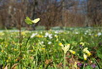 Brimstone butterfly (Gonepteryx rhamni), male flying in spring with Cowslips (Primula veris) Aland Islands, Finland, June.