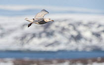 Glaucous gull (Larus hyperboreus), juvenile in flight, Hornoya, Norway, April.
