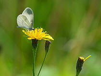 Real's wood white (Leptidea juvernica) second generation male on flower, South Karelia, Finland, August.