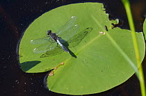 Lilypad whiteface dragonfly (Leucorrhinia caudalis), male on lilypad, Kuhmoinen, Finland, August.