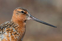 Bar-tailed godwit (Limosa lapponica) male close up of head and beak, Lapland, Finland, June.