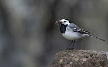White wagtail (Motacilla alba), male carrying food for young. Jyvaskyla, Finland, June.