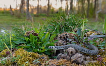 Grass snake (Natrix natrix) in habitat, Aland Islands, Finland, May.