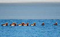 Red-crested pochard (Netta rufina) group of males, Muurame, Finland, March.