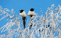 Common magpies (Pica pica) perched on frost covered branches, Jvaskyla, Finland, January.
