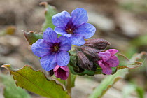 Unspotted lungwort (Pulmonaria obscura) South Karelia, Finland, April.