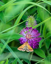 Bordered sallow moth (Pyrrhia umbra) on flower, Uusimaa, Finland, July.