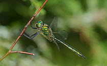 Brilliant emerald dragonfly (Somatochlora metallica) resting male, Jyvaskyla Finland, July.