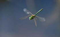 Brilliant emerald dragonfly (Somatochlora metallica), male in flight, Uusimaa, Finland, August.