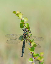 Treeline emerald dragonfly (Somatochlora sahlbergi), newly emerged female, Lapland, Finland, July.
