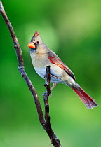 Northern cardinal (Cardinalis cardinalis) female, Laredo Borderlands, Texas, USA. April