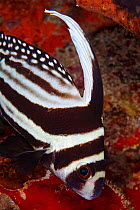 Spotted drum fish (Equetus punctatus) Puerto Morelos National Park, Caribbean Sea, Mexico, February
