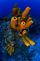 Yellow tube sponge (Aplysina fistularis) Cozumel Reefs National Park, Cozumel Island, Caribbean Sea, Mexico, February