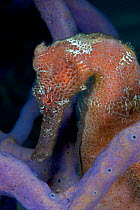 Longsnout seahorse (Hippocampus reidi) Cozumel Reefs National Park, Cozumel Island, Caribbean Sea, Mexico, January
