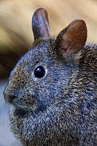 Volcano rabbit (Romerolagus diazi) Mexico City, September. Captive, critically endangered species.