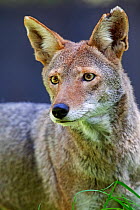 Coyote (Canis latrans) captive, Mexico City, September